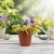 dionaea muscipula.webp