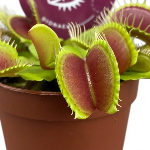 dionaea muscipula.webp