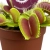 dionaea muscipula.webp