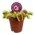 dionaea muscipula.webp
