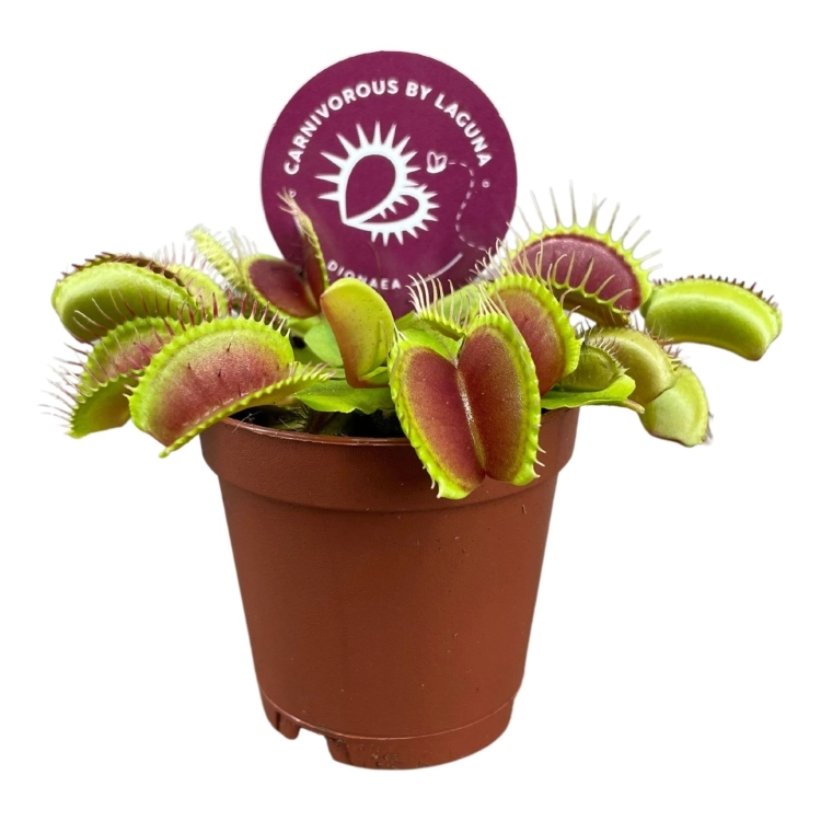dionaea muscipula.webp