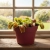 dionaea muscipula.webp