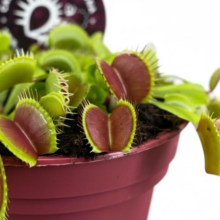 dionaea muscipula.webp