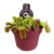 dionaea muscipula.webp