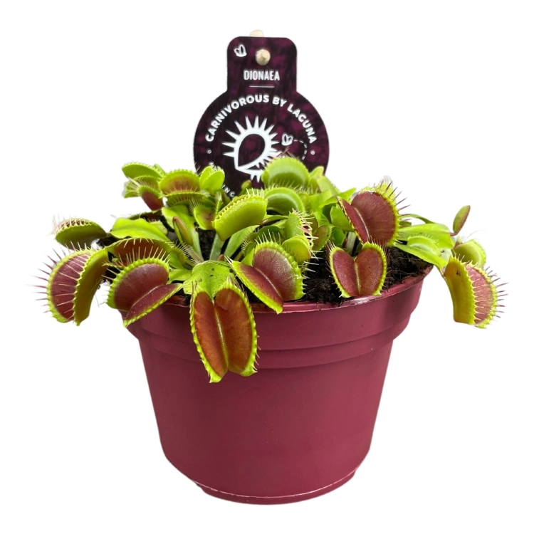 dionaea muscipula.webp