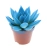 echeveria miranda.webp