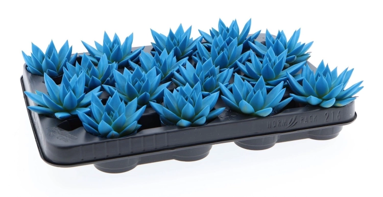 echeveria miranda.webp