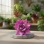 echeveria miranda.webp
