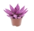 echeveria miranda.webp
