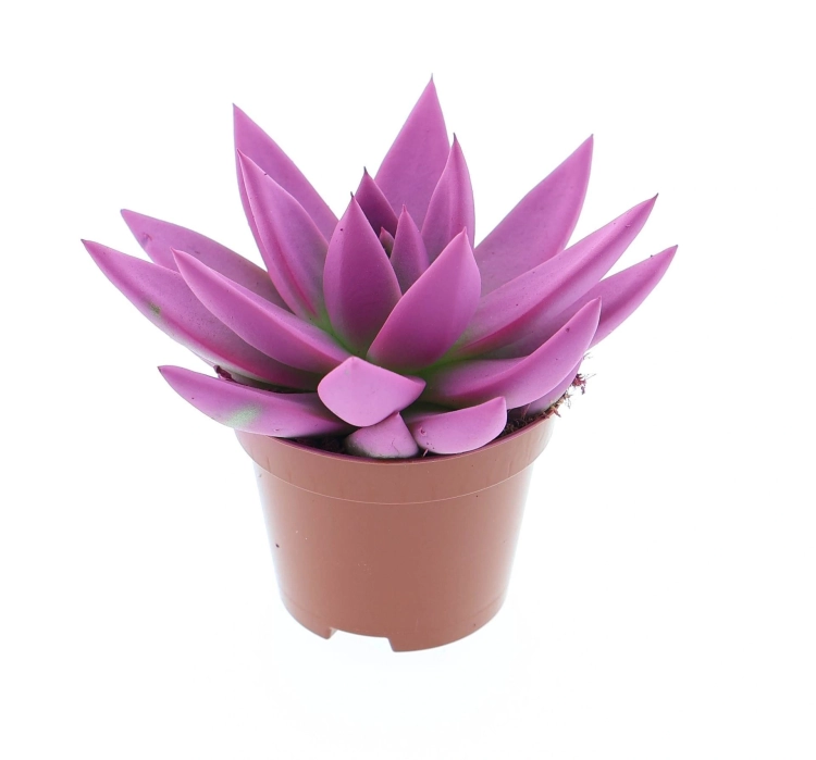 echeveria miranda.webp