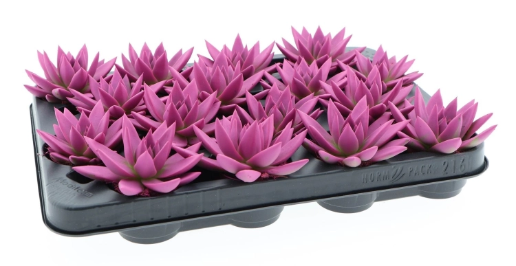 echeveria miranda.webp