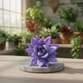 echeveria miranda.webp