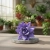 echeveria miranda.webp