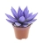 echeveria miranda.webp