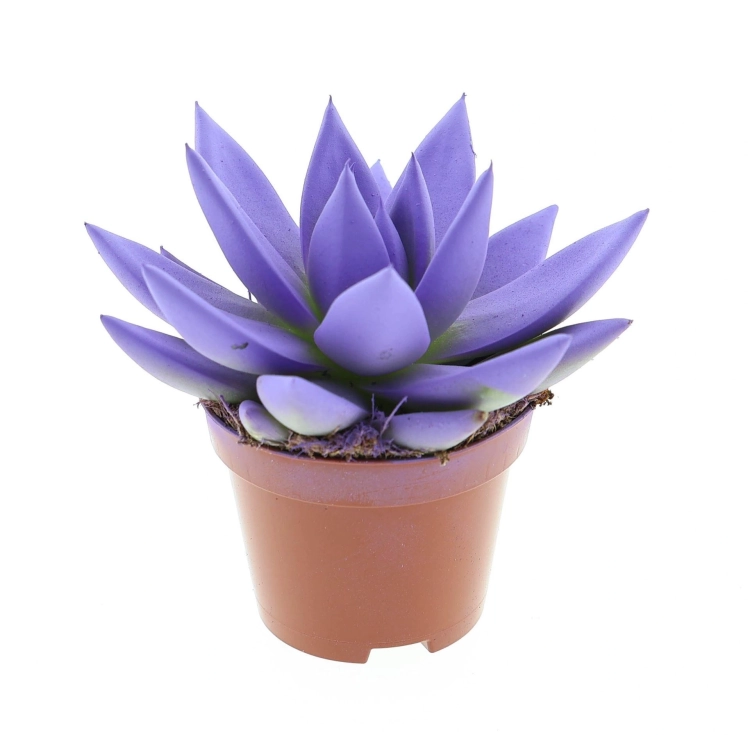 echeveria miranda.webp
