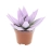 echeveria miranda.webp