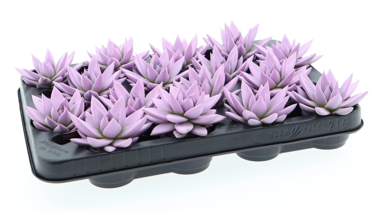echeveria miranda.webp