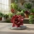 echeveria miranda.webp