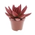 echeveria miranda.webp