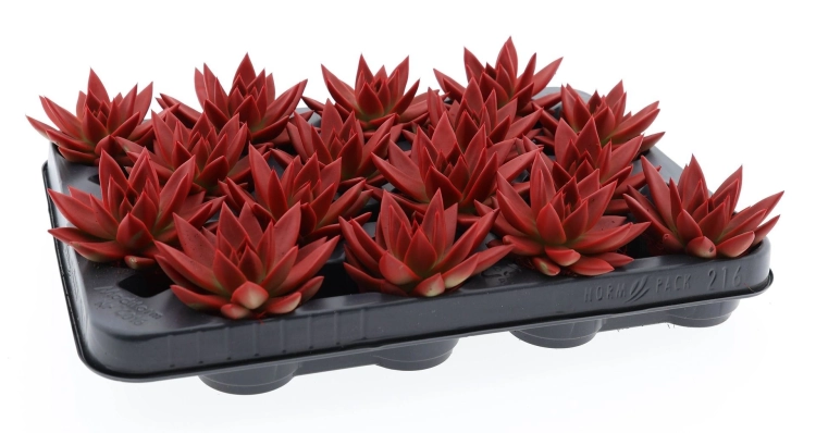 echeveria miranda.webp