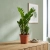 zamia zamioculcas zamiifolia.webp