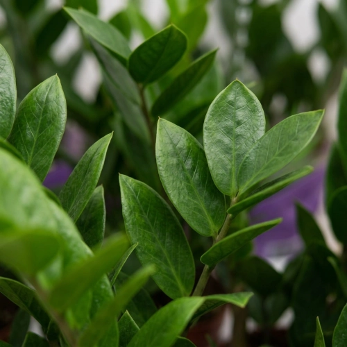 zamia zamioculcas zamiifolia.webp