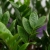 zamia zamioculcas zamiifolia.webp