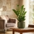 zamia zamioculcas zamiifolia.webp