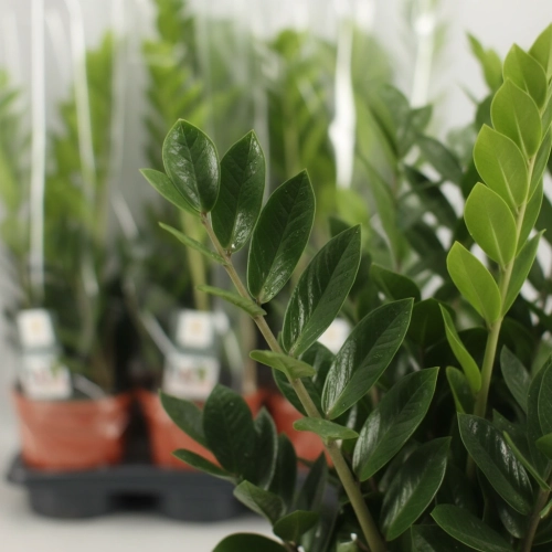 zamia zamioculcas zamiifolia.webp