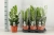 zamia zamioculcas zamiifolia.webp