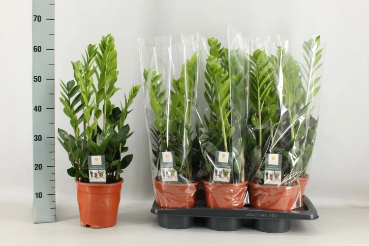 zamia zamioculcas zamiifolia.webp