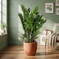 zamia zamioculcas zamiifolia.webp