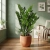 zamia zamioculcas zamiifolia.webp