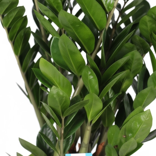 zamia zamioculcas zamiifolia.webp