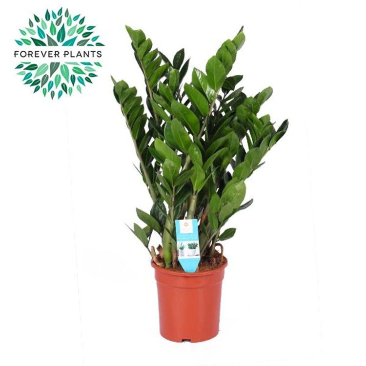 zamia zamioculcas zamiifolia.webp