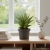 sansevieria jewel crown.webp