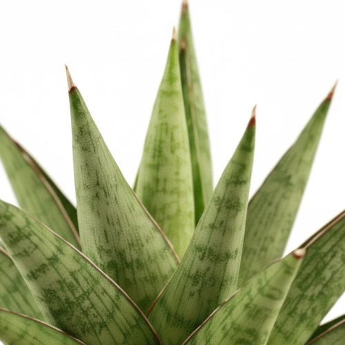 sansevieria jewel crown.webp