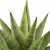 sansevieria jewel crown.webp