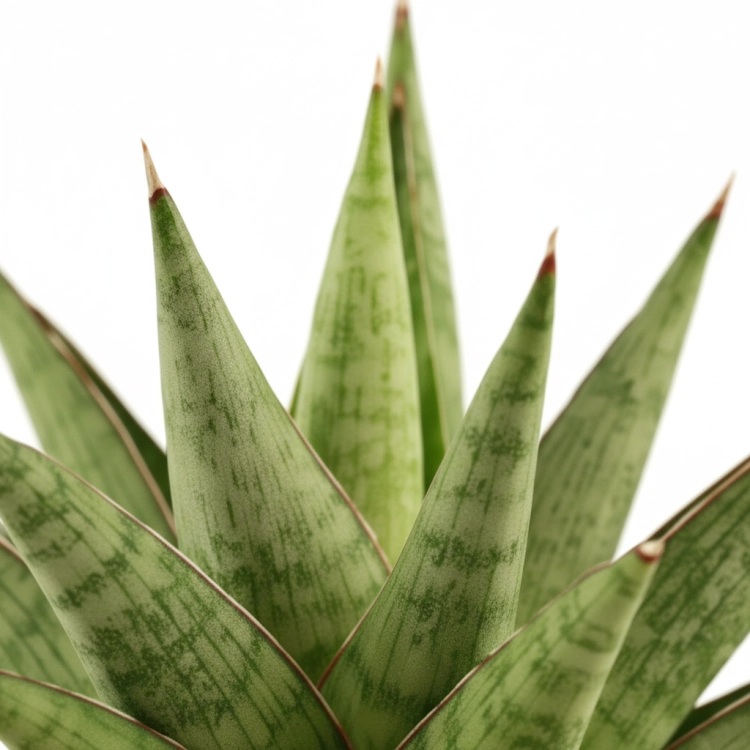 sansevieria jewel crown.webp