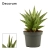sansevieria jewel crown.webp