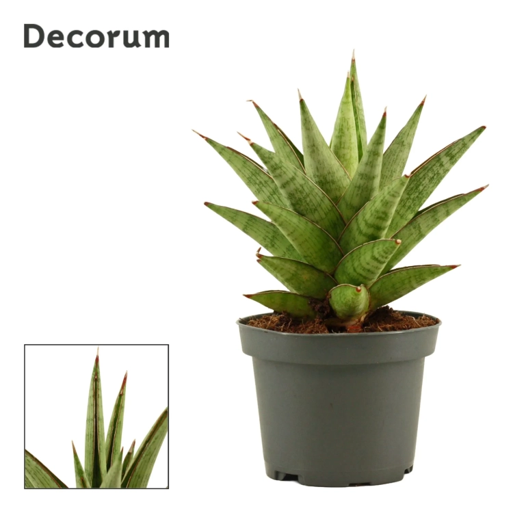 sansevieria jewel crown.webp