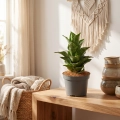 sansevieria mahanakorn.webp