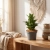 sansevieria mahanakorn.webp