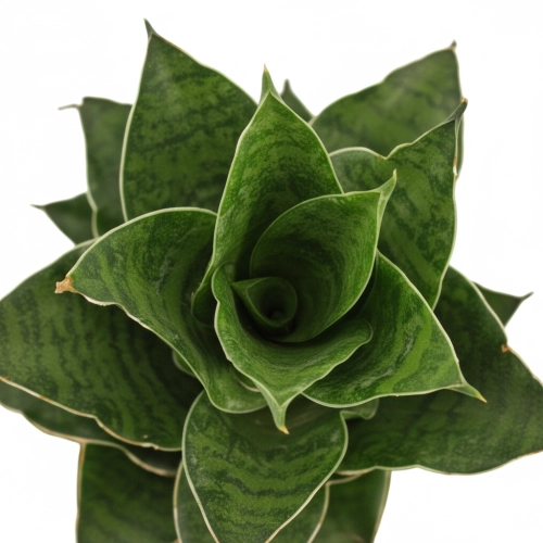 sansevieria mahanakorn.webp