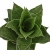 sansevieria mahanakorn.webp