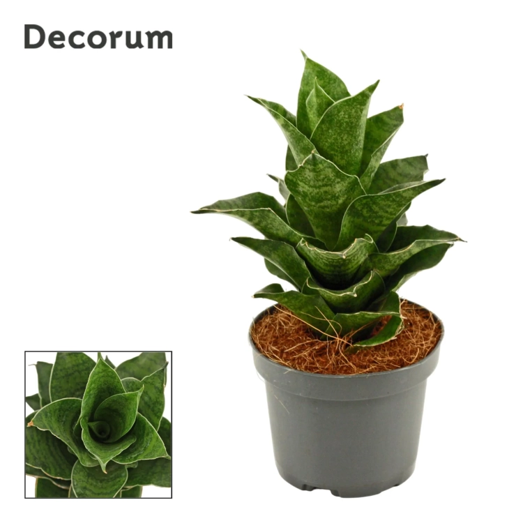 sansevieria mahanakorn.webp