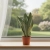 sansevieria moonshine.webp