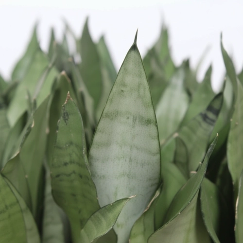 sansevieria moonshine.webp