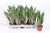 sansevieria moonshine.webp