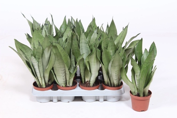 sansevieria moonshine.webp